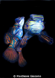 The lovers.
Nikon D200 , 60 micro, twin strobo
Lembeh s... by Marchione Giacomo 